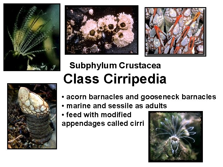 Subphylum Crustacea Class Cirripedia • acorn barnacles and gooseneck barnacles • marine and sessile