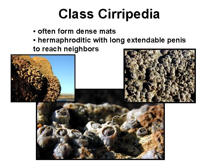 Class Cirripedia • often form dense mats • hermaphroditic with long extendable penis to