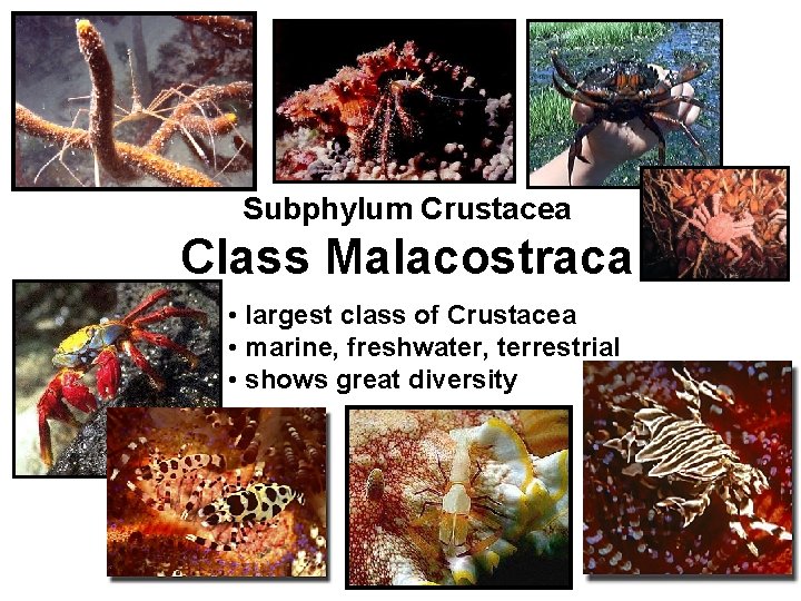 Subphylum Crustacea Class Malacostraca • largest class of Crustacea • marine, freshwater, terrestrial •