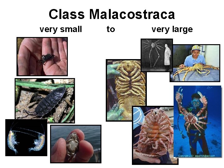 Class Malacostraca very small to very large 