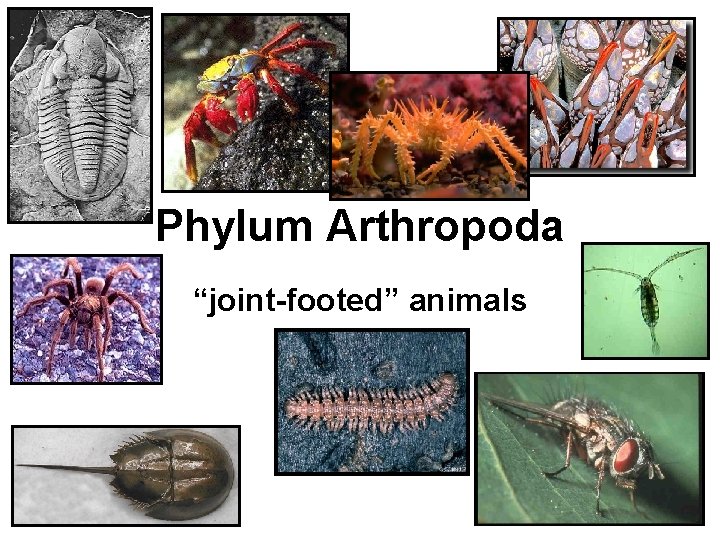 Phylum Arthropoda “joint-footed” animals 