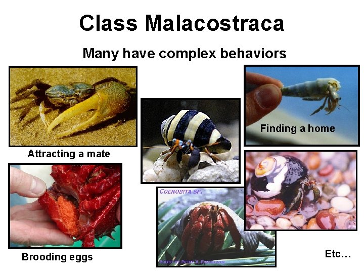 Class Malacostraca Many have complex behaviors Finding a home Attracting a mate Brooding eggs