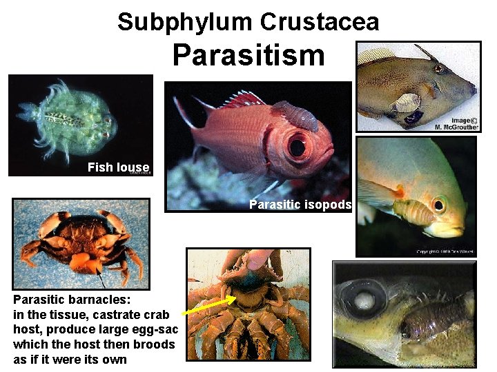 Subphylum Crustacea Parasitism Fish louse Parasitic isopods Parasitic barnacles: in the tissue, castrate crab