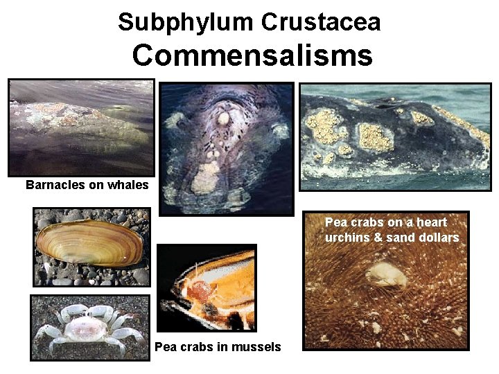 Subphylum Crustacea Commensalisms Barnacles on whales Pea crabs on a heart urchins & sand