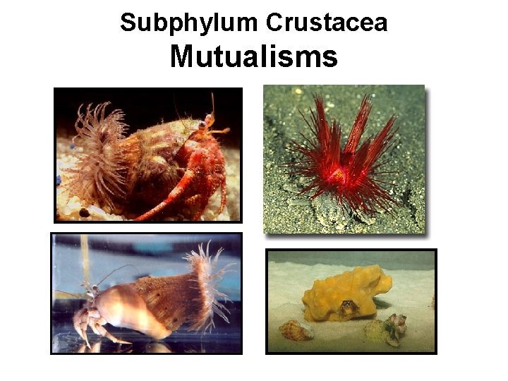 Subphylum Crustacea Mutualisms 