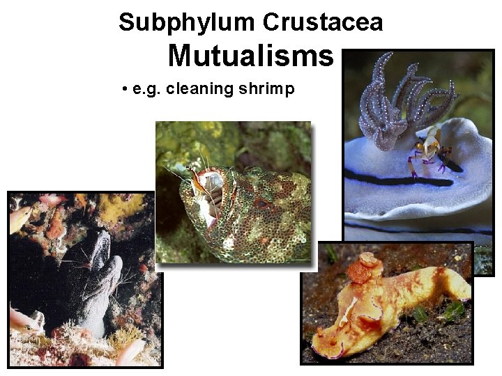 Subphylum Crustacea Mutualisms • e. g. cleaning shrimp 