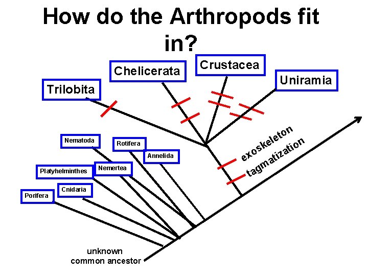 How do the Arthropods fit in? Chelicerata Trilobita Nematoda Rotifera Annelida Platyhelminthes Porifera Nemertea