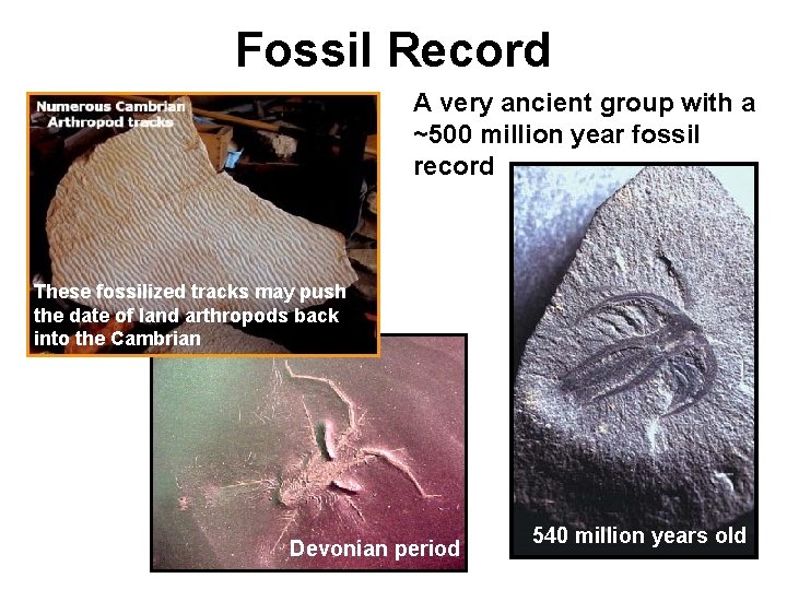 Fossil Record A very ancient group with a ~500 million year fossil record These