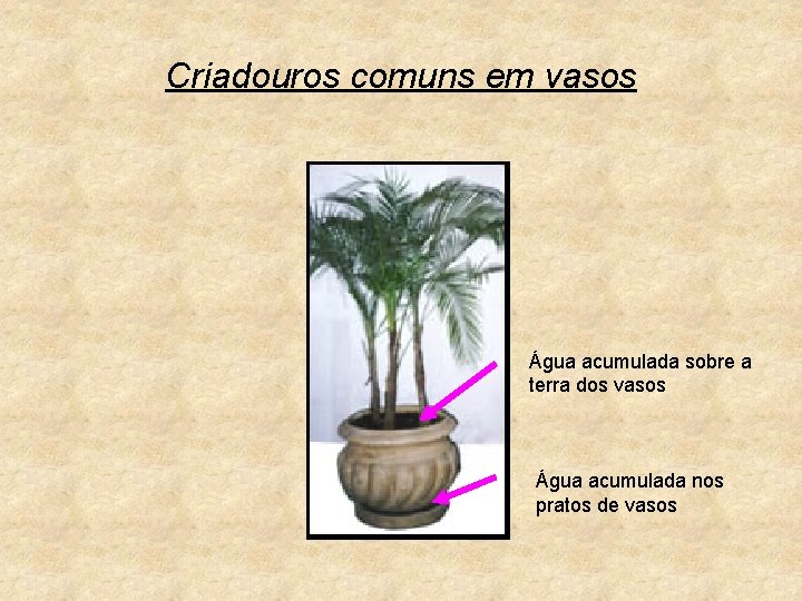 Criadouros comuns em vasos Água acumulada sobre a terra dos vasos Água acumulada nos