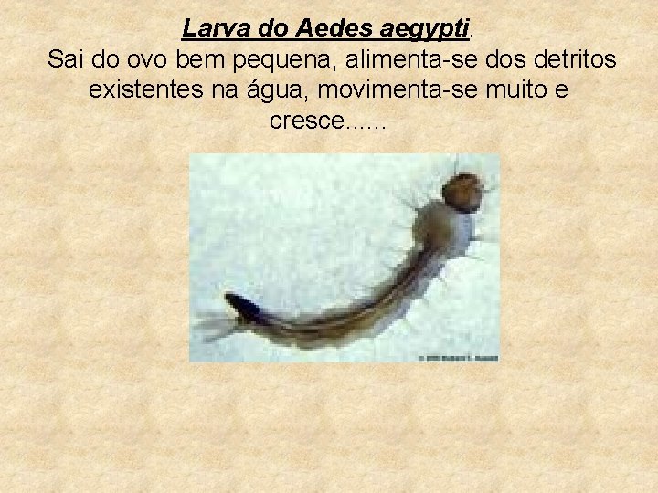 Larva do Aedes aegypti. Sai do ovo bem pequena, alimenta-se dos detritos existentes na