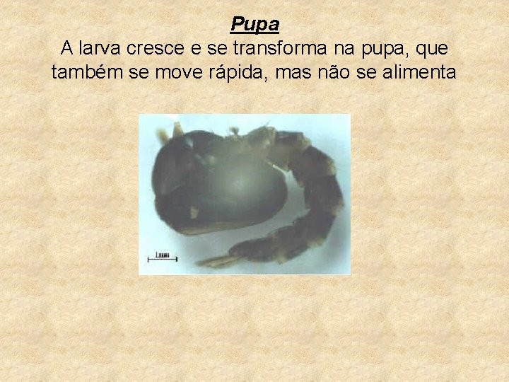 Pupa A larva cresce e se transforma na pupa, que também se move rápida,