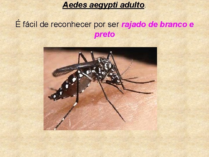 Aedes aegypti adulto. É fácil de reconhecer por ser rajado de branco e preto