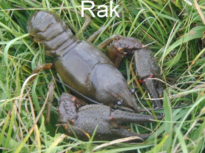 Rak 