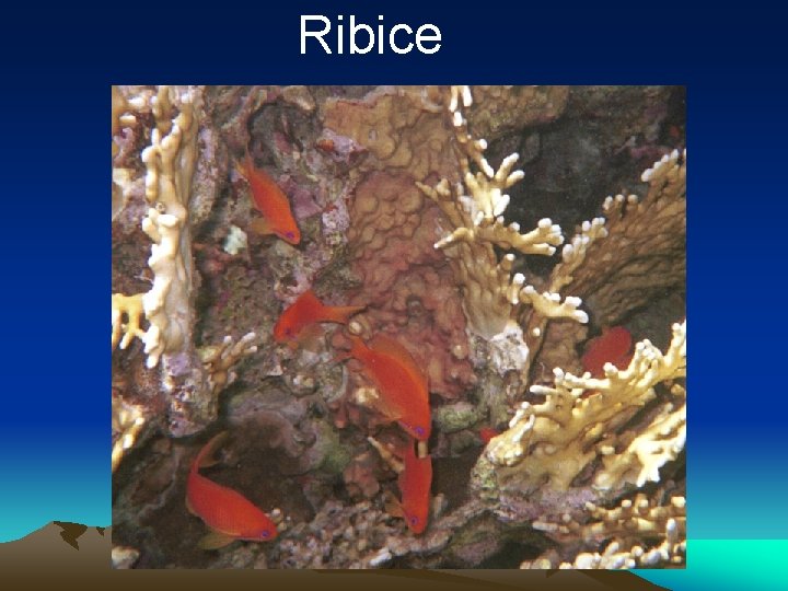 Ribice 