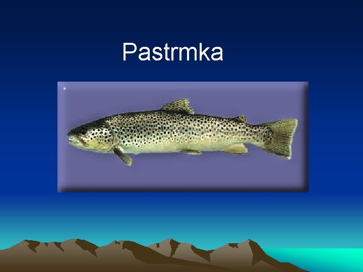 Pastrmka 