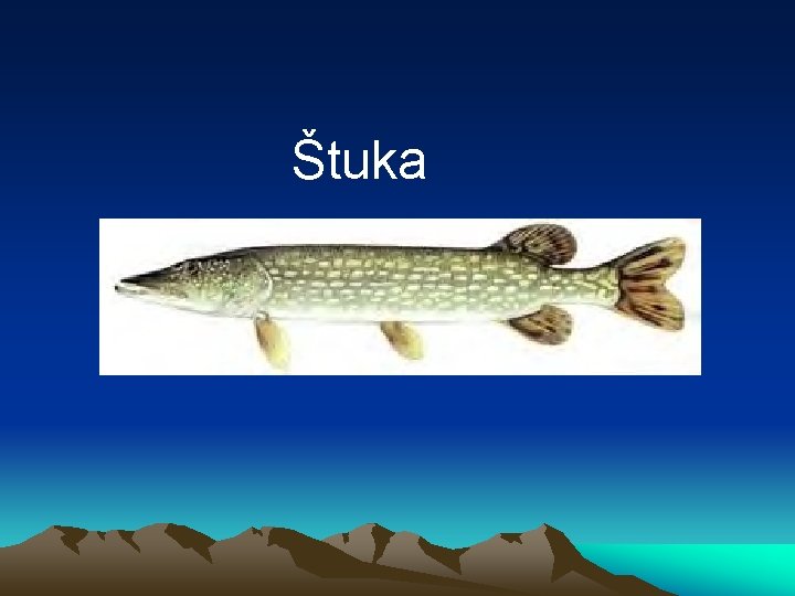 Štuka 
