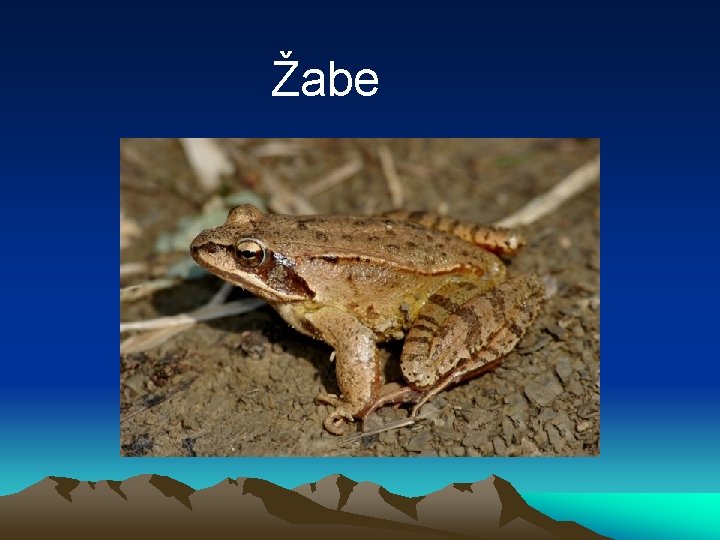 Žabe 