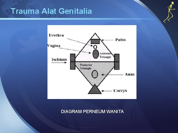 Trauma Alat Genitalia DIAGRAM PERNEUM WANITA 