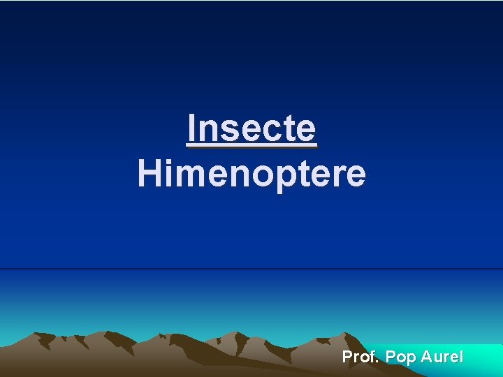 Insecte Himenoptere Prof. Pop Aurel 