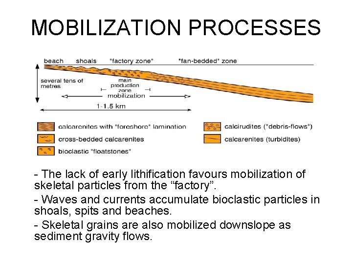 MOBILIZATION PROCESSES - The lack of early lithification favours mobilization of skeletal particles from