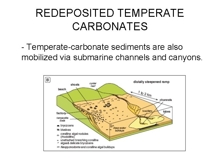 REDEPOSITED TEMPERATE CARBONATES - Temperate-carbonate sediments are also mobilized via submarine channels and canyons.