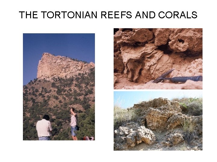 THE TORTONIAN REEFS AND CORALS 