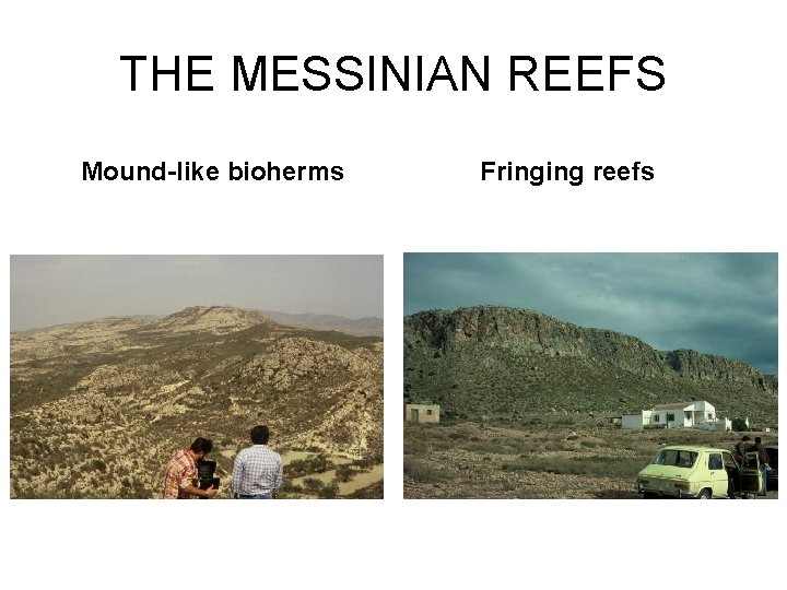 THE MESSINIAN REEFS Mound-like bioherms Fringing reefs 