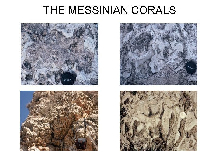 THE MESSINIAN CORALS 