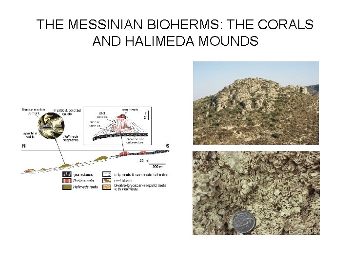 THE MESSINIAN BIOHERMS: THE CORALS AND HALIMEDA MOUNDS 