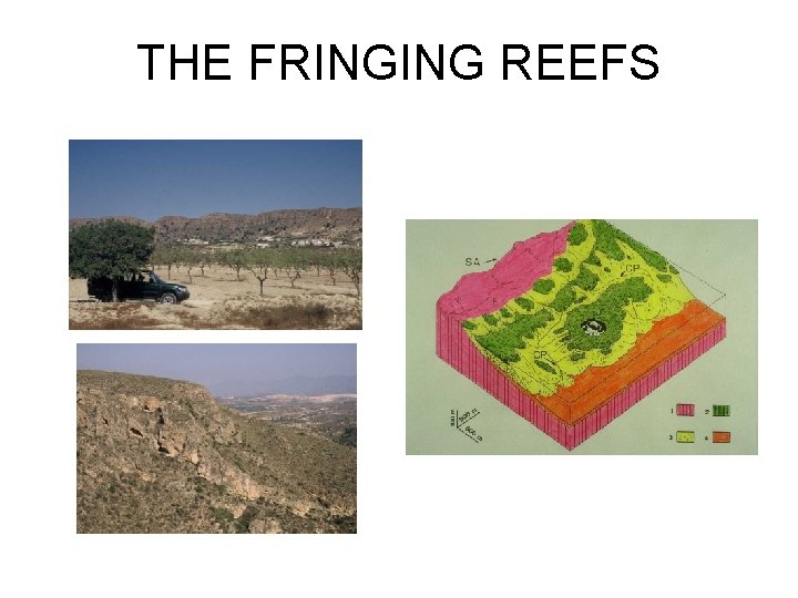 THE FRINGING REEFS 