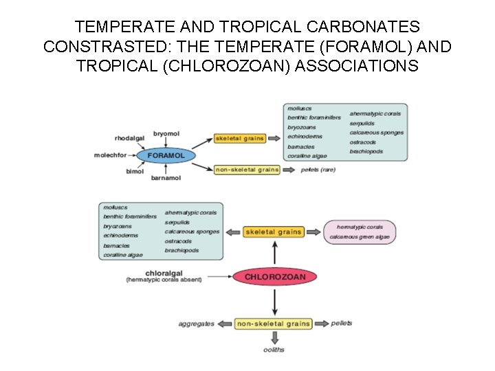 TEMPERATE AND TROPICAL CARBONATES CONSTRASTED: THE TEMPERATE (FORAMOL) AND TROPICAL (CHLOROZOAN) ASSOCIATIONS 