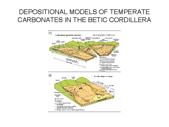 DEPOSITIONAL MODELS OF TEMPERATE CARBONATES IN THE BETIC CORDILLERA 
