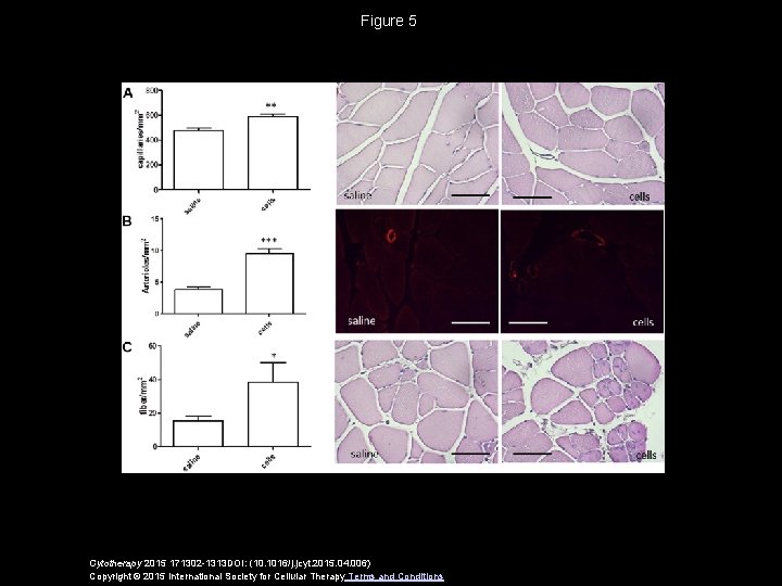 Figure 5 Cytotherapy 2015 171302 -1313 DOI: (10. 1016/j. jcyt. 2015. 04. 006) Copyright