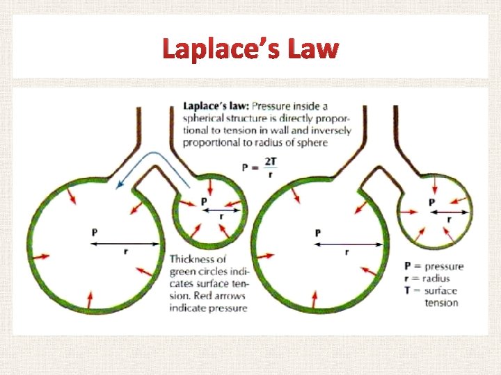 Laplace’s Law 
