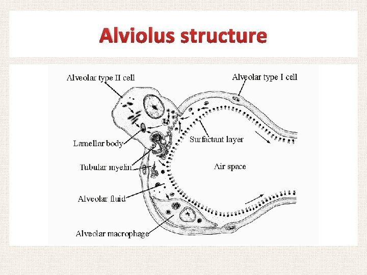 Alviolus structure 