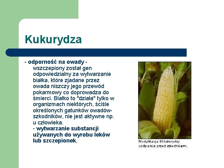 Kukurydza - odporność na owady wszczepiony został gen odpowiedzialny za wytwarzanie białka, które zjadane