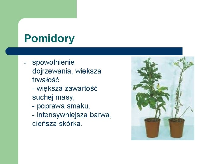 Pomidory - spowolnienie dojrzewania, większa trwałość - większa zawartość suchej masy, - poprawa smaku,