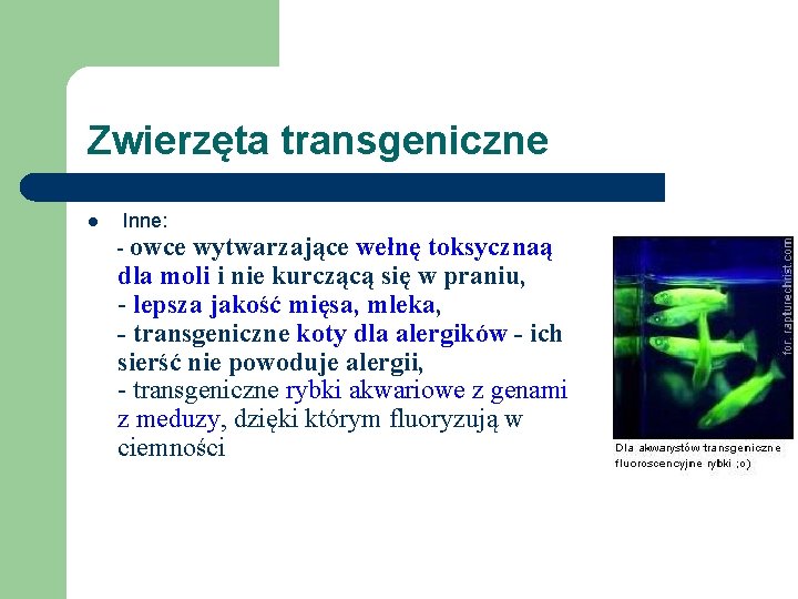 Zwierzęta transgeniczne l Inne: - owce wytwarzające wełnę toksycznaą dla moli i nie kurczącą