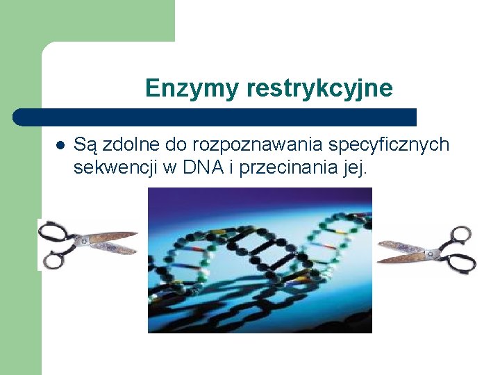 Enzymy restrykcyjne l Są zdolne do rozpoznawania specyficznych sekwencji w DNA i przecinania jej.