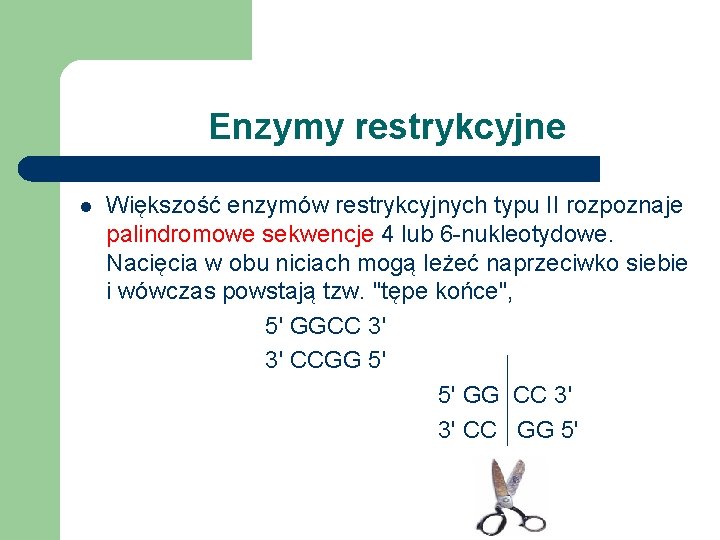 Enzymy restrykcyjne l Większość enzymów restrykcyjnych typu II rozpoznaje palindromowe sekwencje 4 lub 6