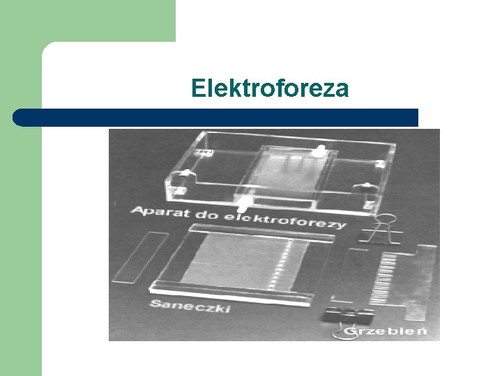 Elektroforeza 