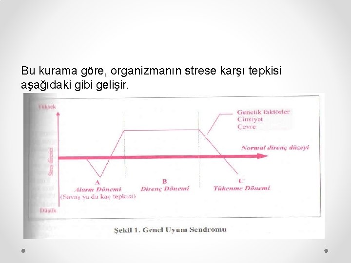 Bu kurama göre, organizmanın strese karşı tepkisi aşağıdaki gibi gelişir. 