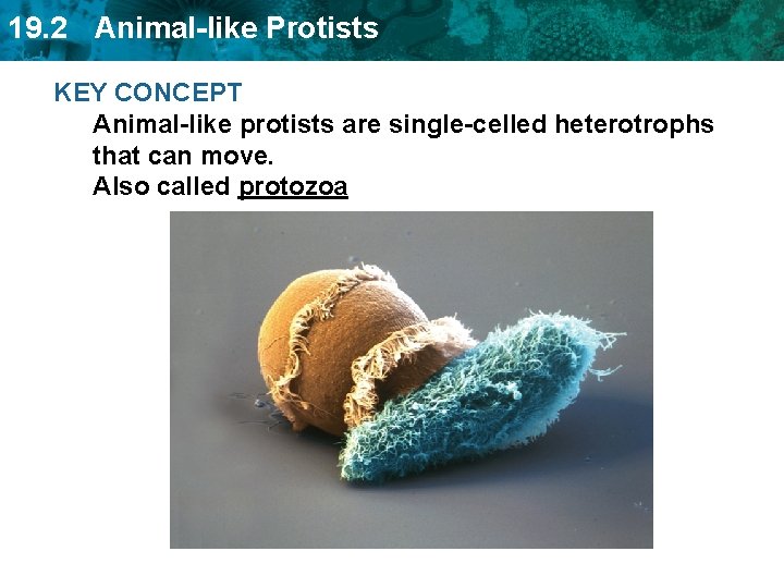 19. 2 Animal-like Protists KEY CONCEPT Animal-like protists are single-celled heterotrophs that can move.