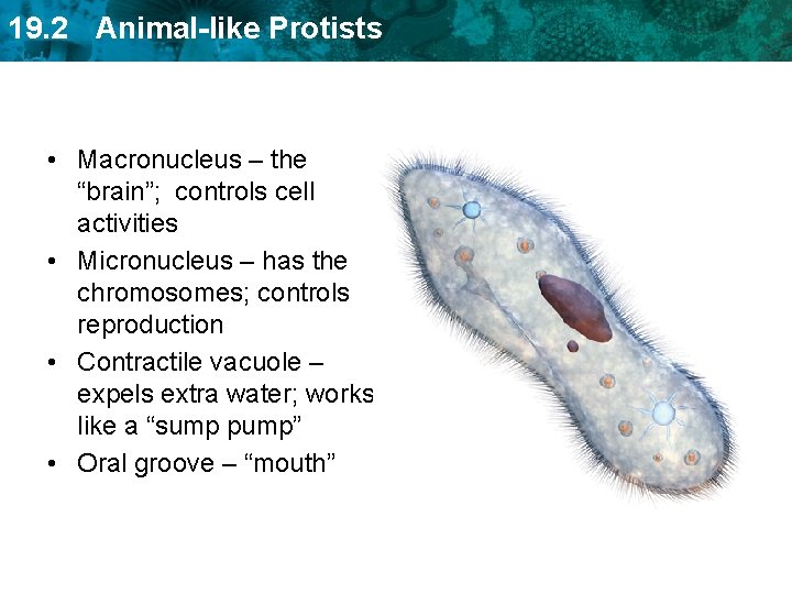 19. 2 Animal-like Protists • Macronucleus – the “brain”; controls cell activities • Micronucleus