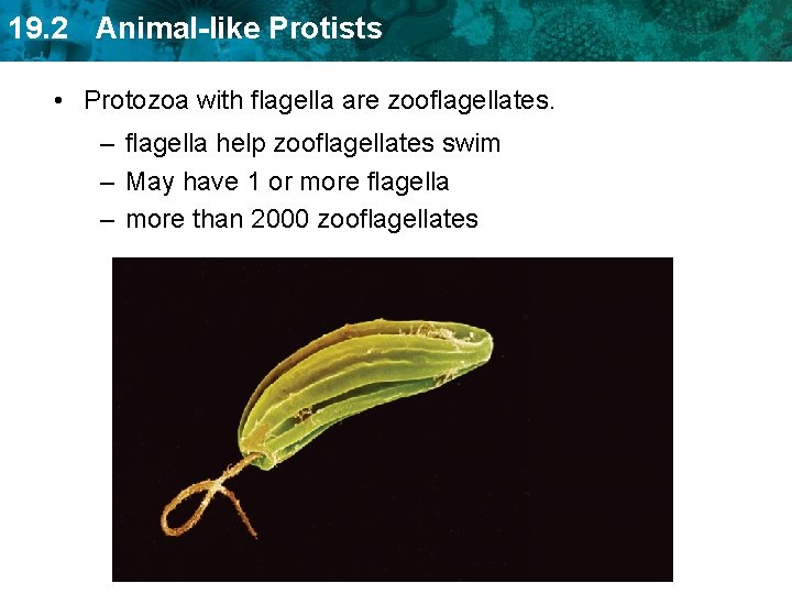 19. 2 Animal-like Protists • Protozoa with flagella are zooflagellates. – flagella help zooflagellates