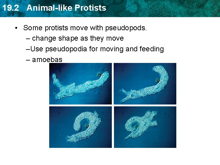 19. 2 Animal-like Protists • Some protists move with pseudopods. – change shape as