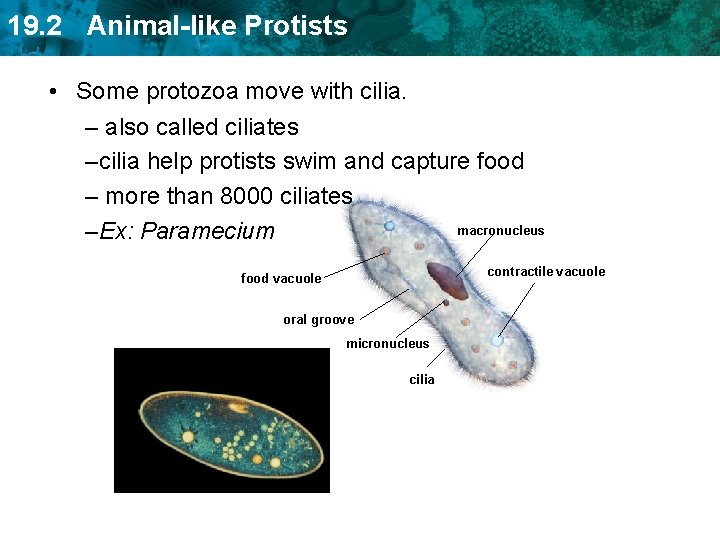 19. 2 Animal-like Protists • Some protozoa move with cilia. – also called ciliates
