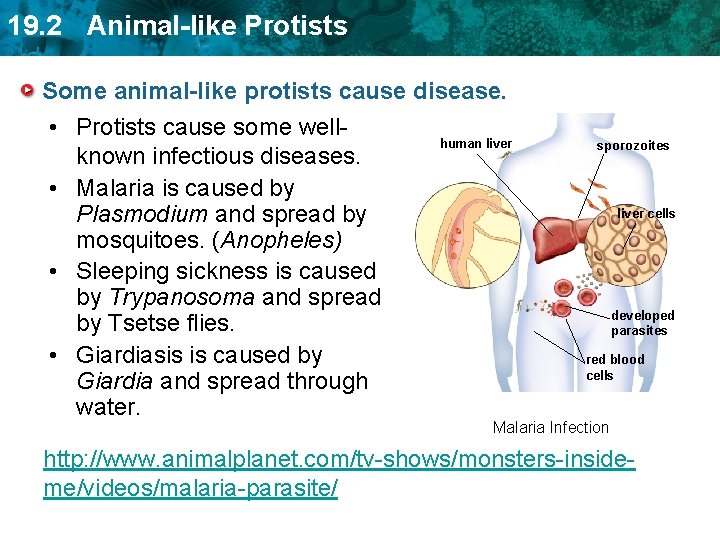 19. 2 Animal-like Protists Some animal-like protists cause disease. • Protists cause some wellknown