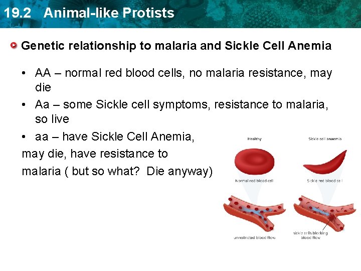 19. 2 Animal-like Protists Genetic relationship to malaria and Sickle Cell Anemia • AA