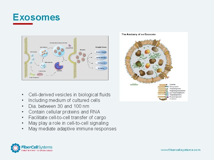 Exosomes • • Cell-derived vesicles in biological fluids Including medium of cultured cells Dia.